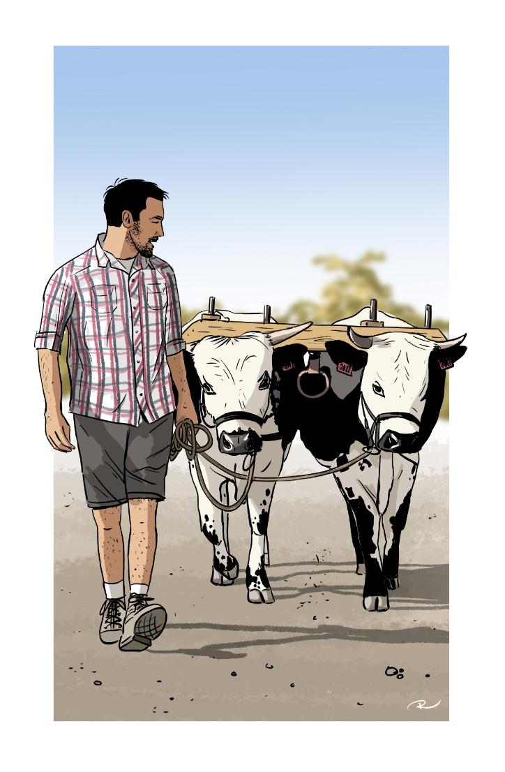 Traction bovine
