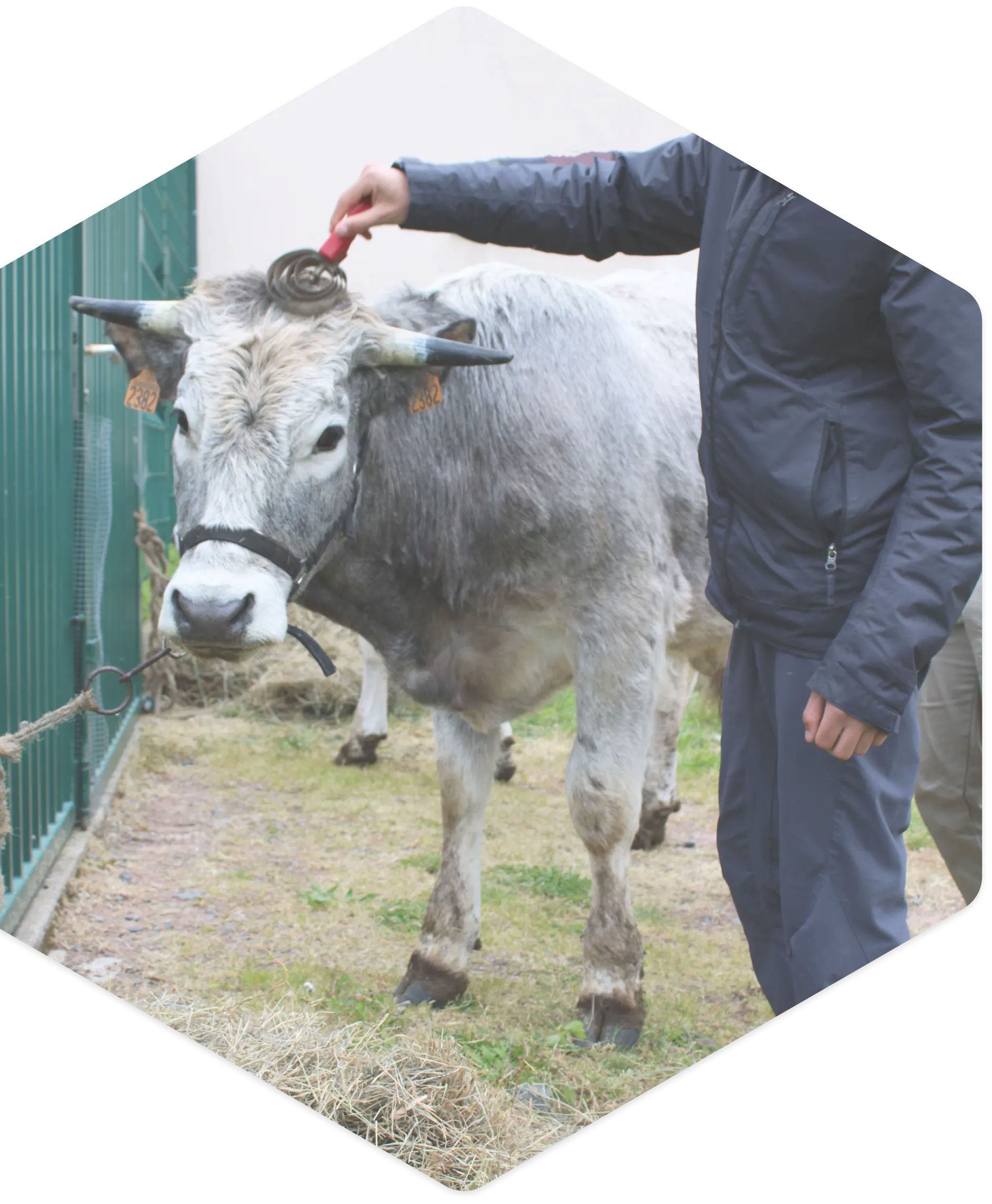 Formation bovine à domicile