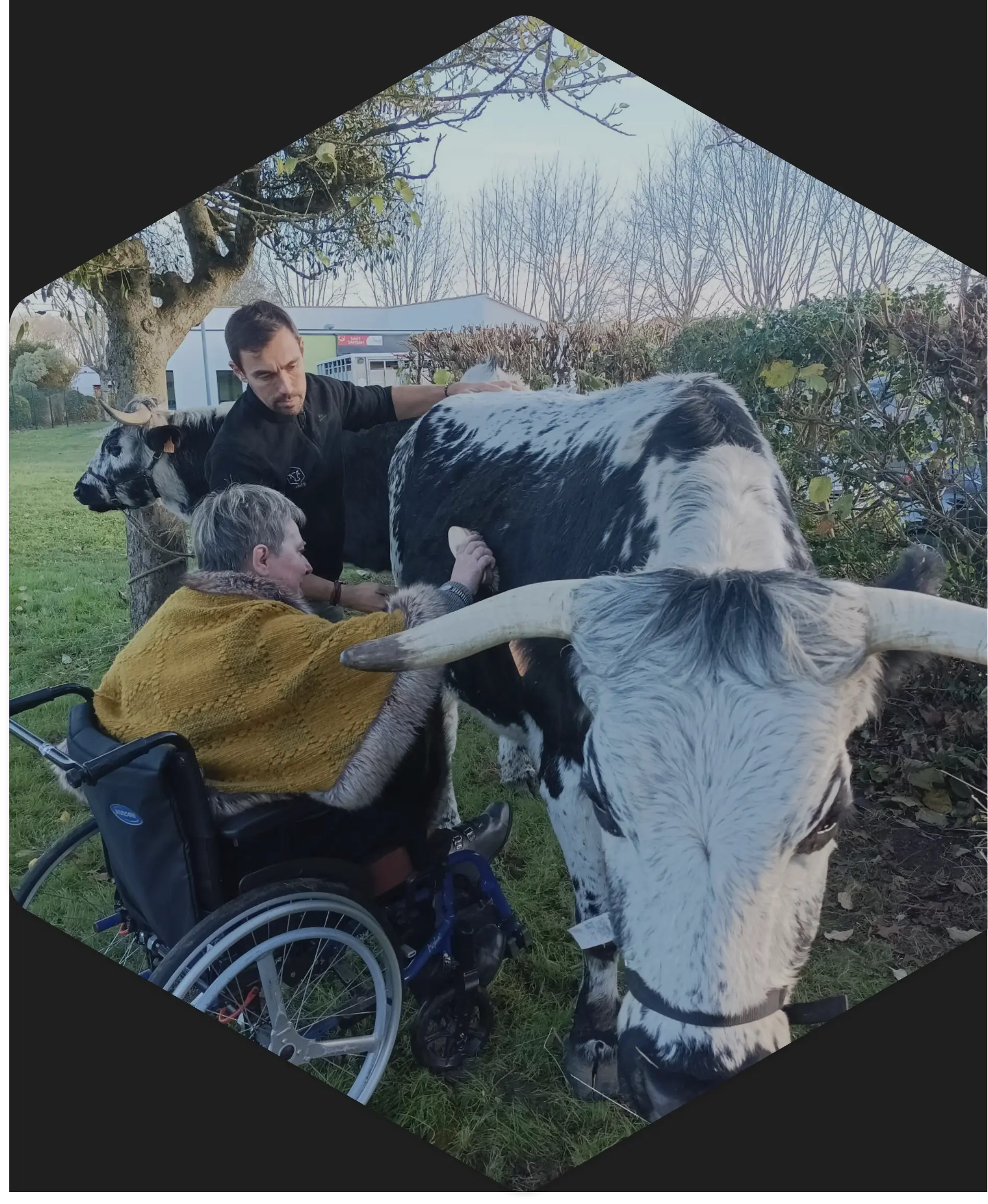 Formations en traction bovine