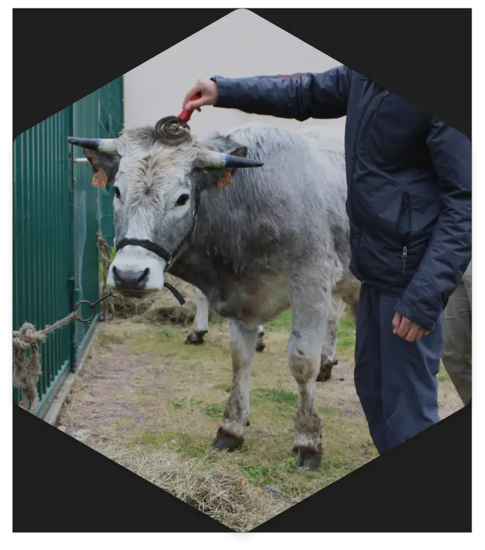 Initiation auprès des bœufs