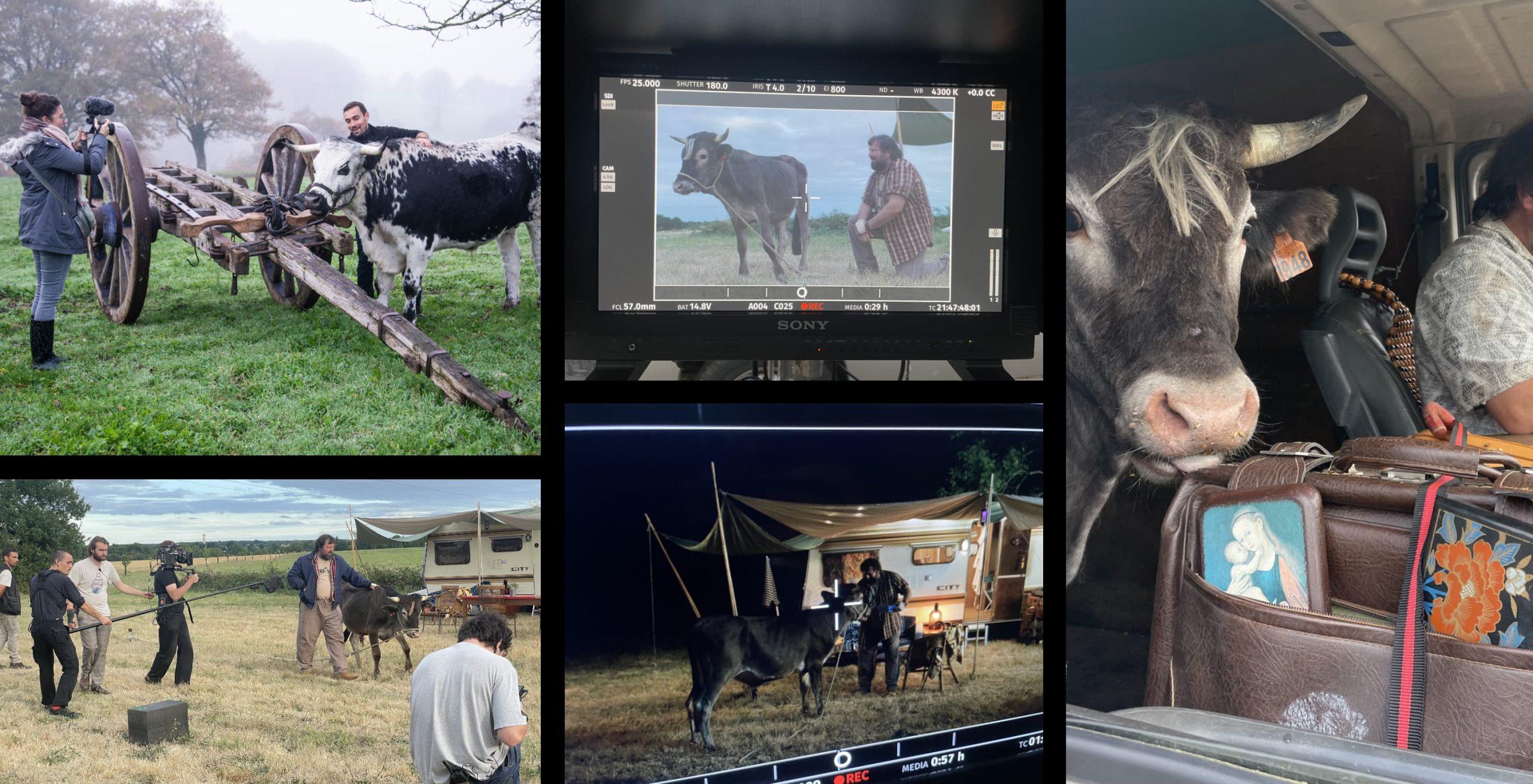 Image de spectacles bovins et de cinéma avec des bovins dressés