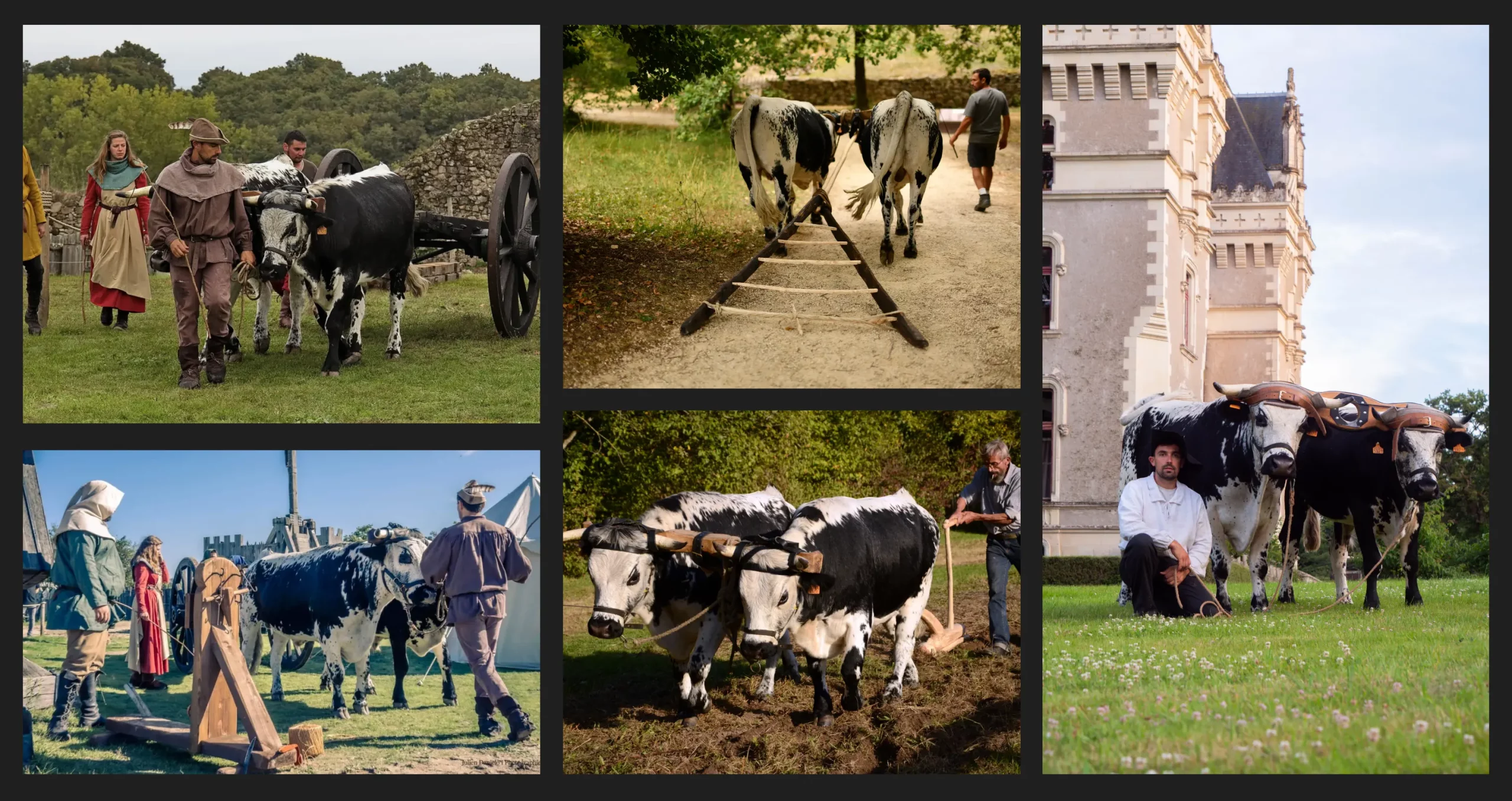 Démonstration en traction bovine