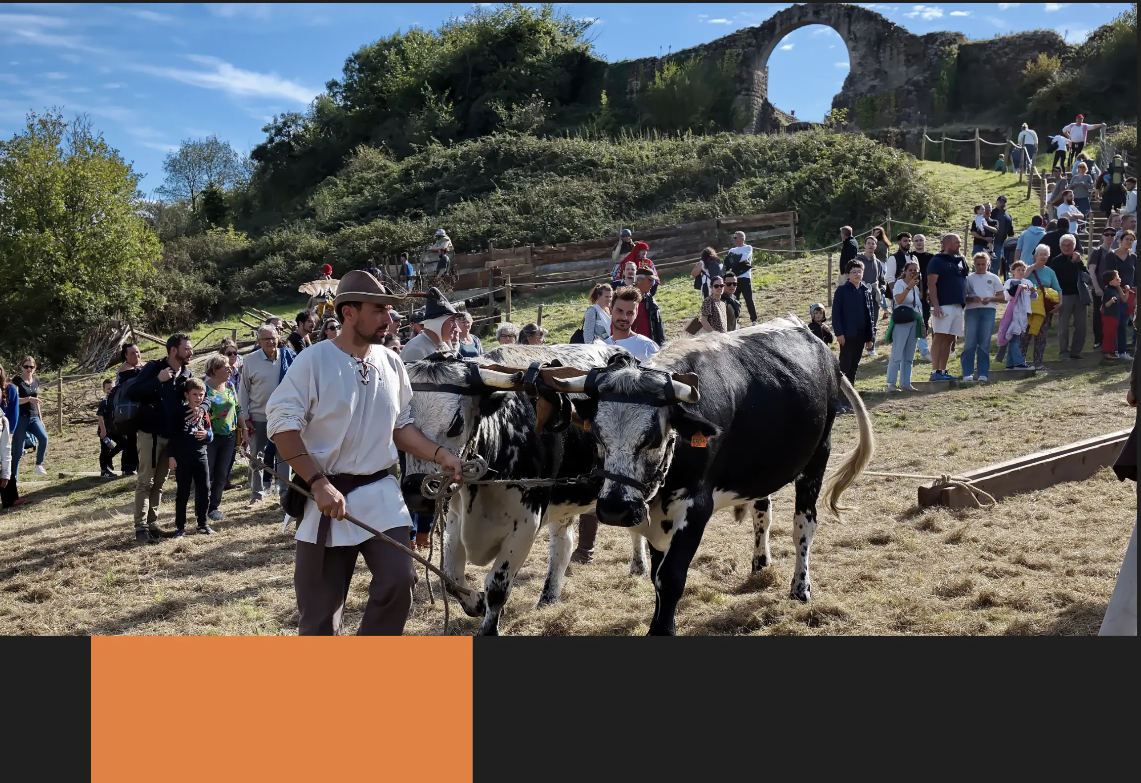 Apprendre à tracter des bœufs